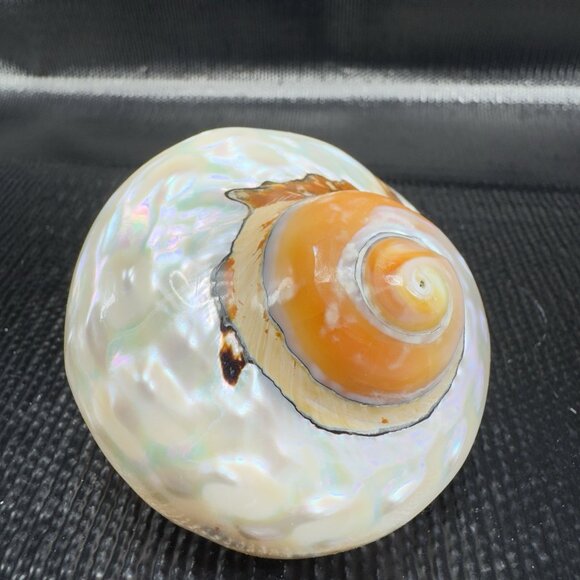 Natural Abalone Shell Iridescent Smooth African Turban Seashell Turbo Sarmaticus - Picture 8 of 13